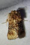 Amephana anarrhini