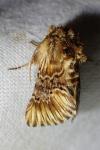 Amephana anarrhini
