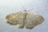 Scopula marginepunctata