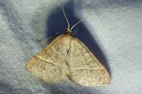 Perigune narbonea