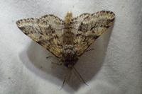 Lycia hirtaria