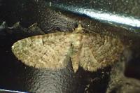 Eupithecia abbreviata