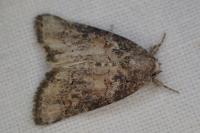 Luperina testacea