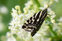 Emmelia trabealis