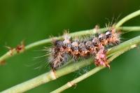 Acronicta rumicis