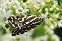 Emmelia trabealis