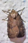 Rusina ferruginea