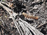 Lasiocampa quercus