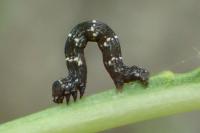 Lycia hirtaria