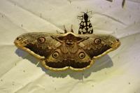 Saturnia pyri