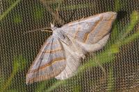 Scotopteryx luridata