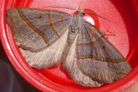 Scotopteryx luridata