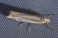 Crambus pascuella