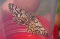 Ematurga atomaria