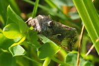Autographa gamma