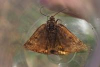 Euclidia glyphica