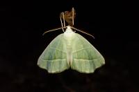Campaea margaritaria