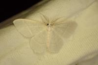 Jodis lactearia