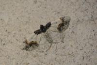 Ligdia adustata