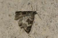 Epirrhoe alternata