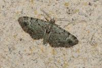 Pasiphila rectangulata