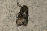 Oligia