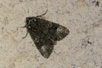 Craniophora ligustri