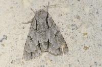 Acronicta psi/Acronicta tridens