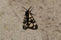 Arctia villica