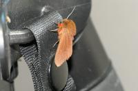 Phragmatobia fuliginosa