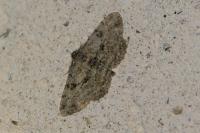Peribatodes rhomboidaria