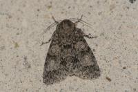 Acronicta megacephala