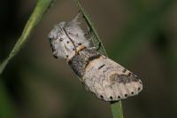 Furcula bifida