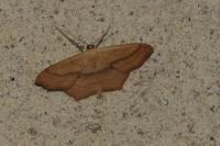 Scopula imitaria