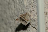 Macaria alternata