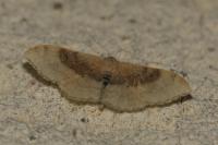Idaea degeneraria
