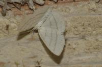 Cabera pusaria