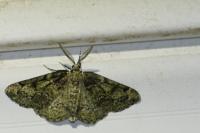 Cleorodes lichenaria