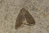 Caradrina clavipalpis