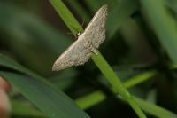 Scopula marginepunctata