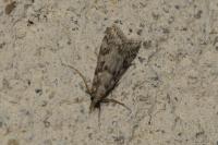 Eudonia angustea