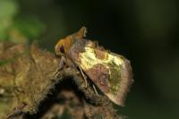 Diachrysia chrysitis / Diachrysia nadeja / Diachrysia stenochrysis