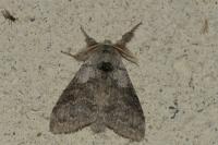 Calliteara pudibunda