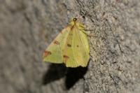 Opisthograptis luteolata
