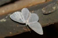 Asthena albulata