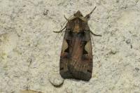 Xestia c-nigrum