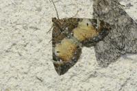 Dysstroma truncata