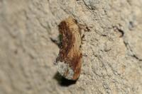 Ptilodon cucullina
