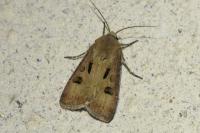 Agrotis exclamationis