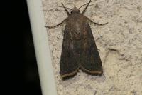Agrotis segetum